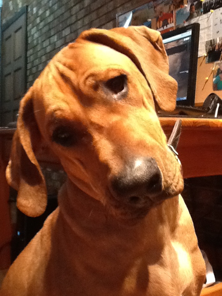 bing dog.jpg
