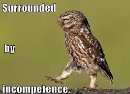 bing owl too.jpg