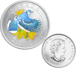 bird 2010 blue jay.jpg