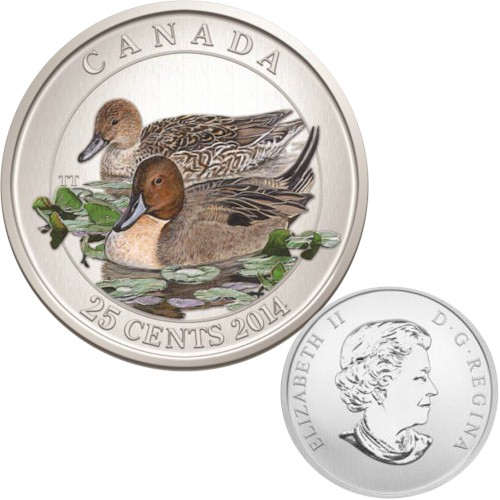 bird 2014 pintail.jpg