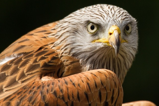 Bird-Predator-Eyes-Feathers-Hawk-Animal-Poster-Fabric-Silk-Poster-Print-B0117-2.jpg_640x640.jpg