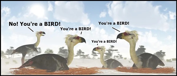 birds.jpg