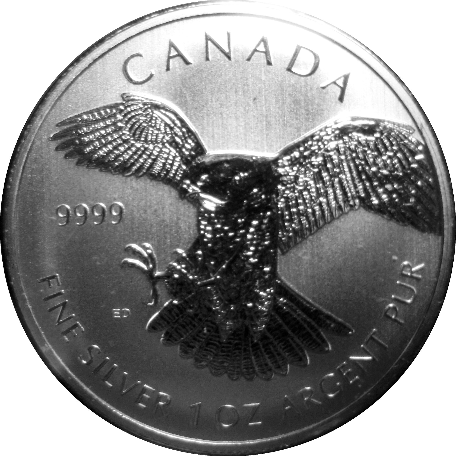 Birds of Prey - 1 - Peregrine Falcon.jpg