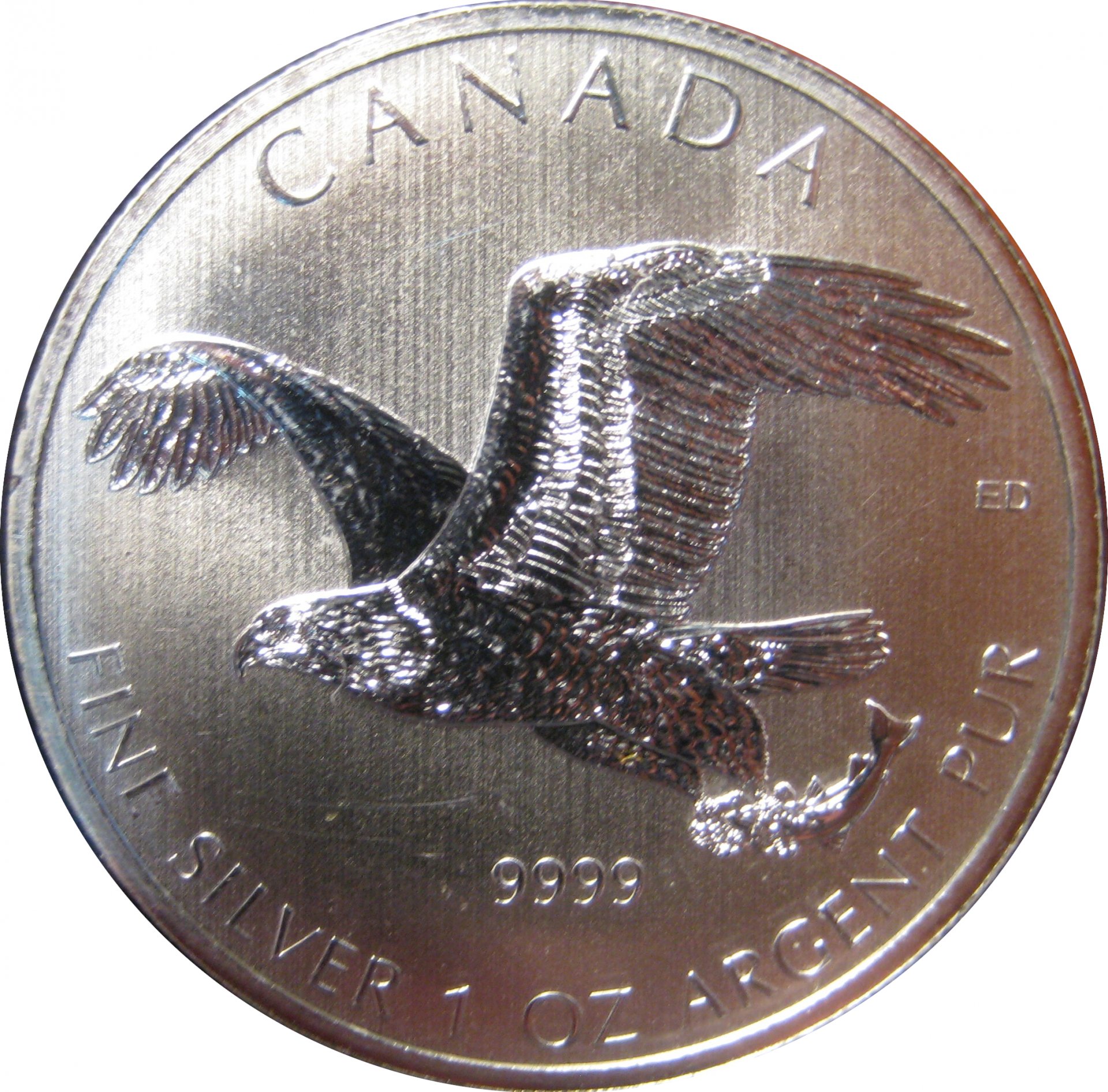 Birds of Prey - 2 - Bald Eagle.jpg