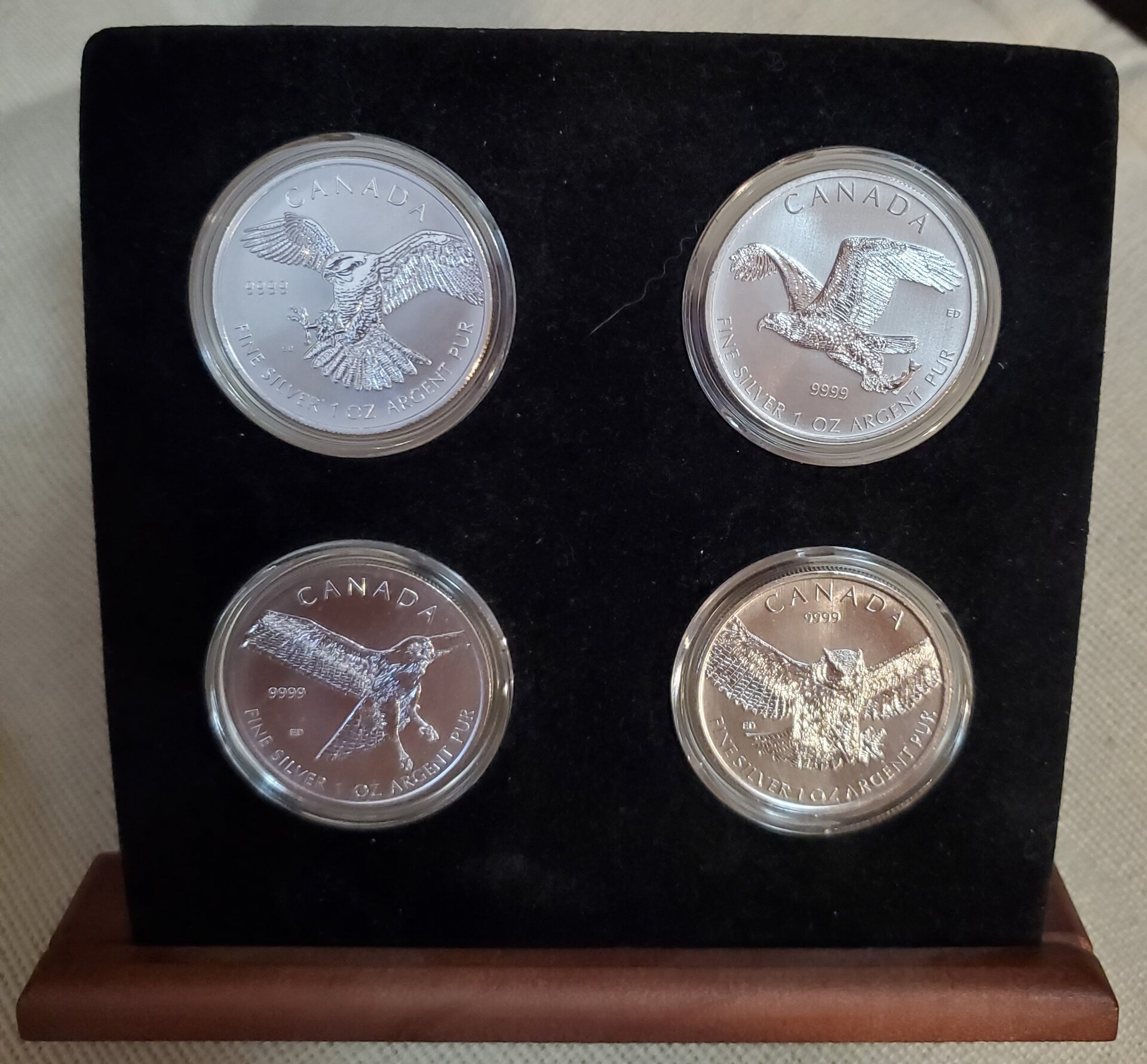 Birds of Prey - Display (a).jpg