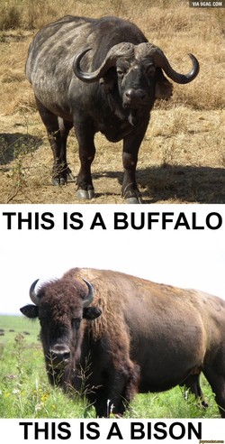 bison.jpeg