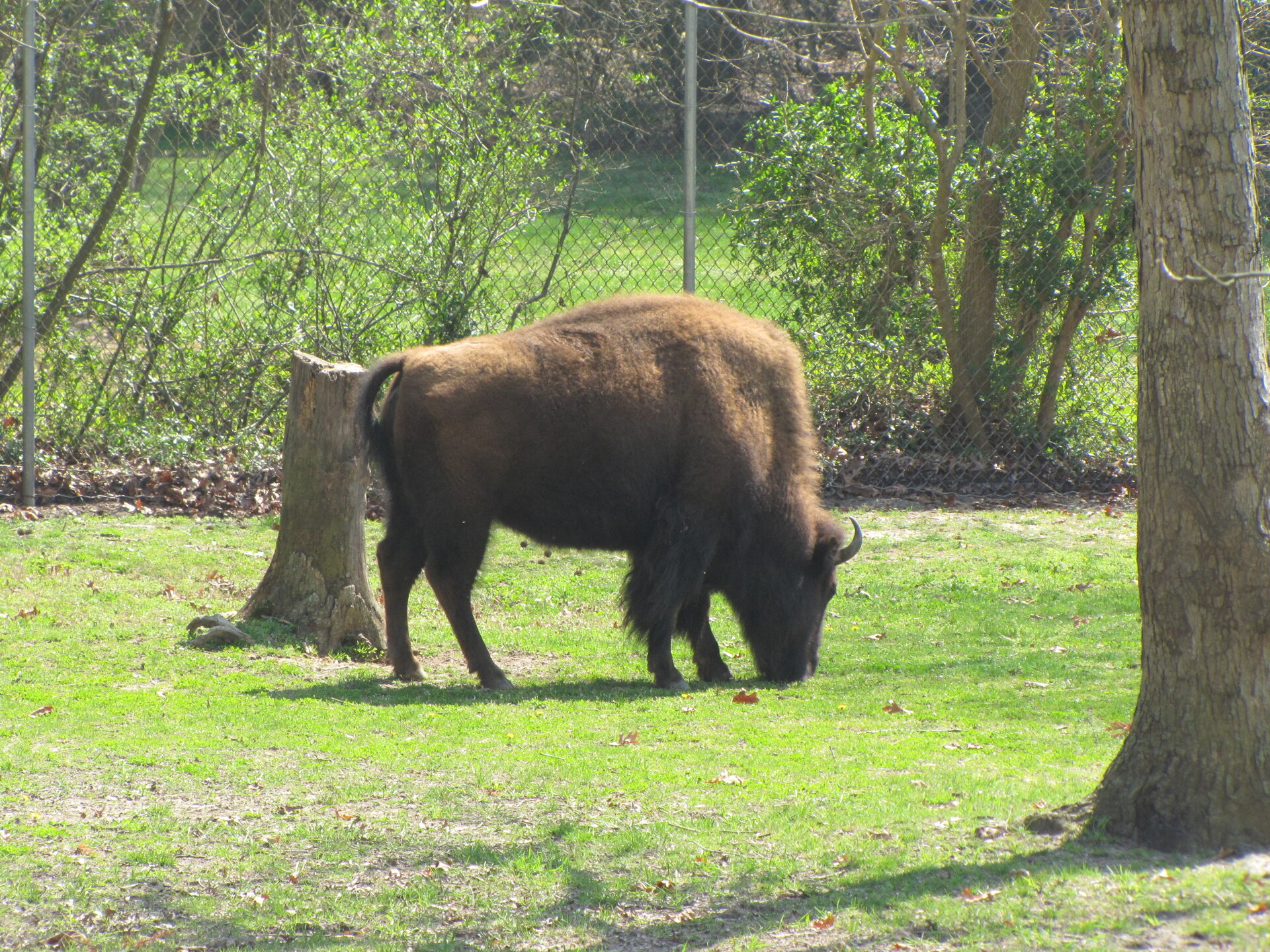Bison.jpg