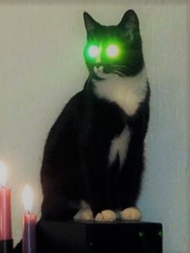 black cat (2).jpg