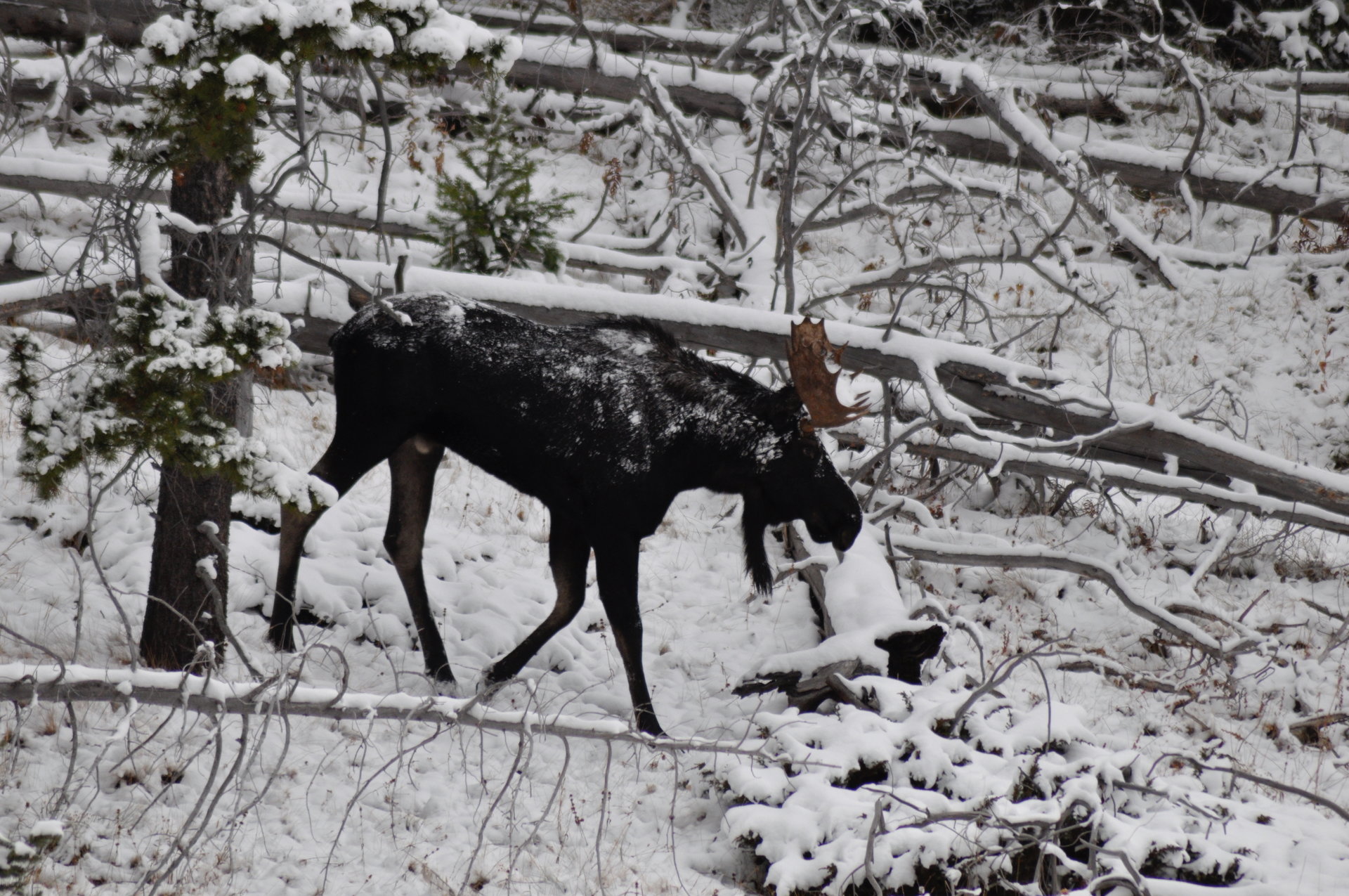Black Moose 10-4-12.jpg