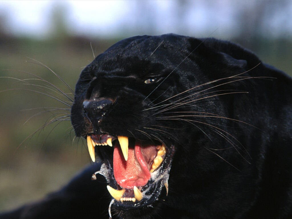 black-panther-1.jpg
