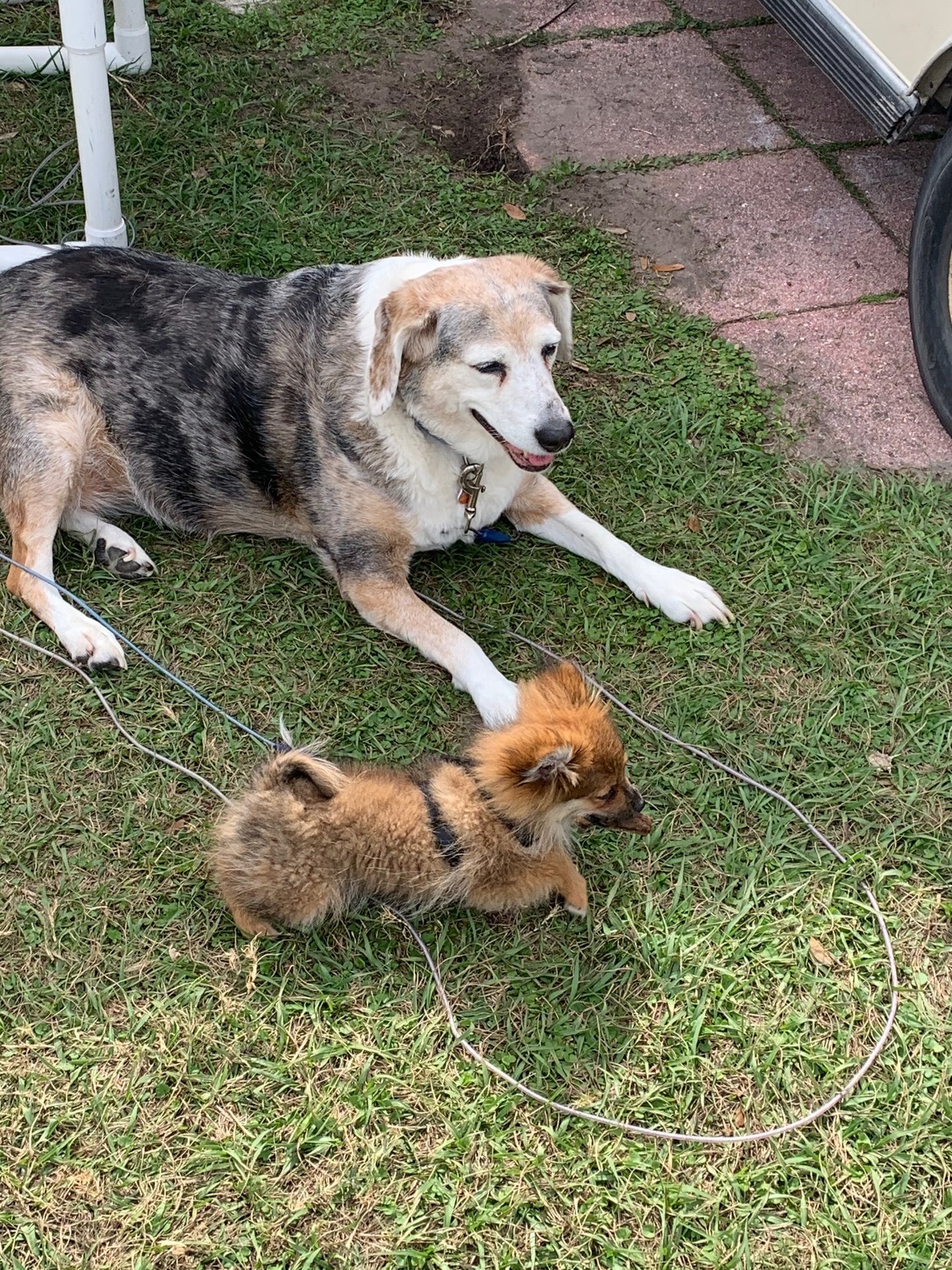 Blue and Claudius.jpg