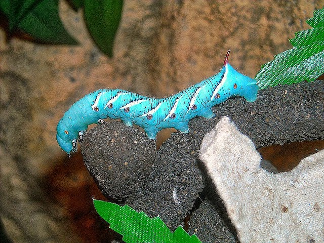 Blue Hornworm 3472502862_01413062a7_z.jpg