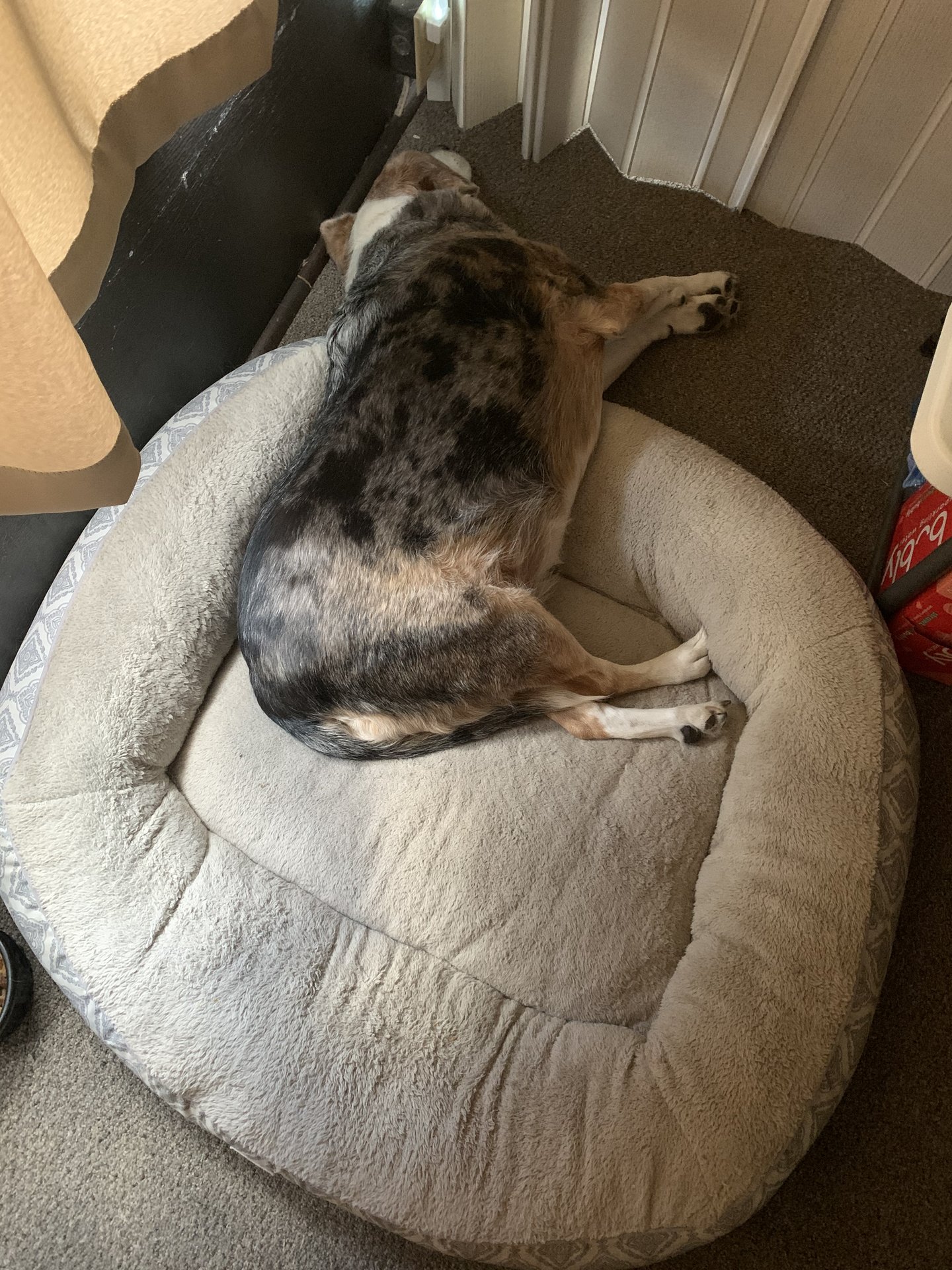 Blue Sleeping.jpg