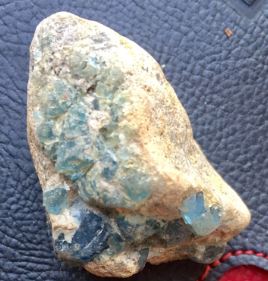 Bluegst R.JPG