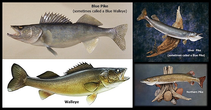bluepikeArtwork.jpg