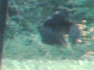 blurry sasquatch.jpeg