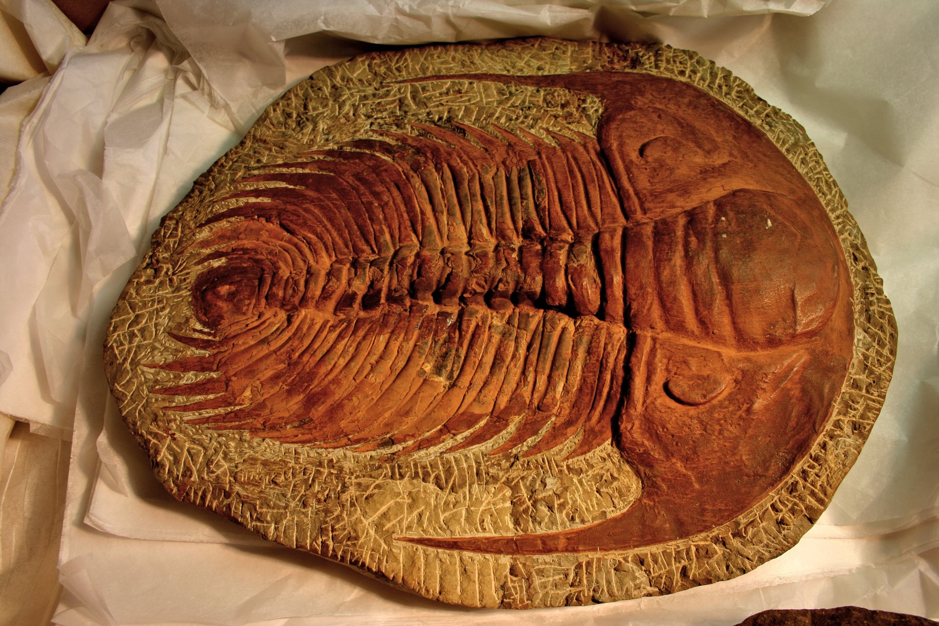 BLW_Trilobite_(Paradoxides_sp.) (1).jpg