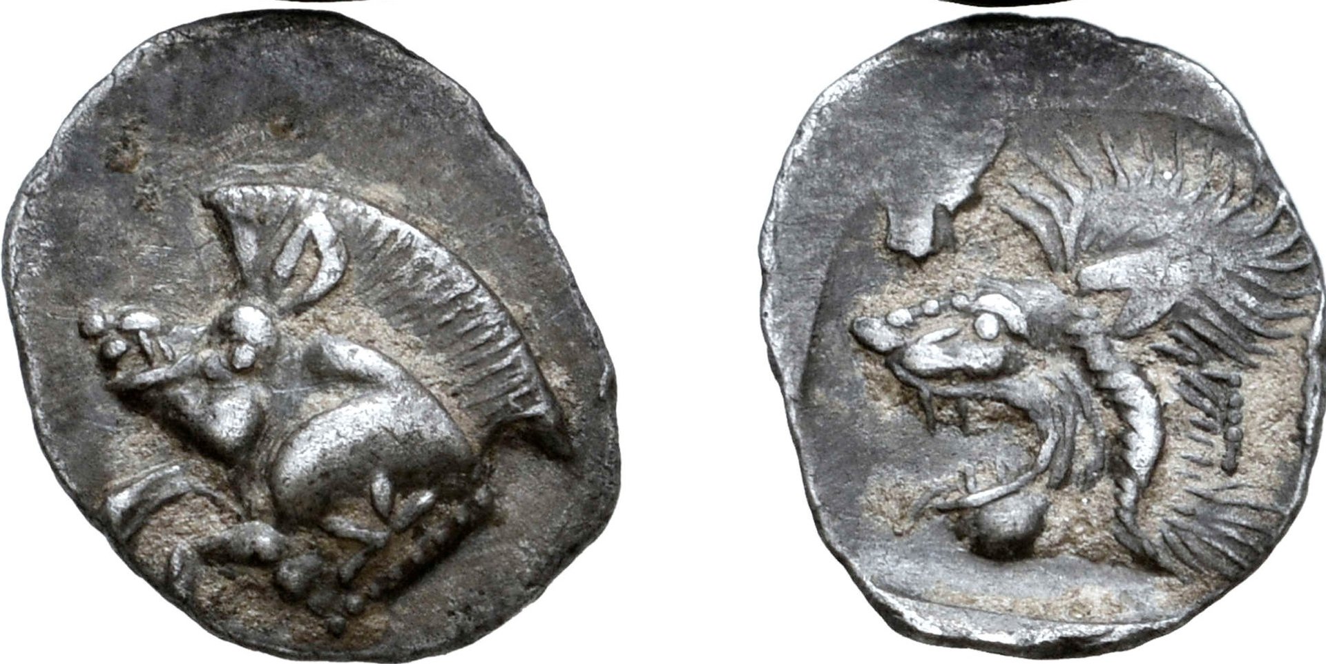 boar.jpg