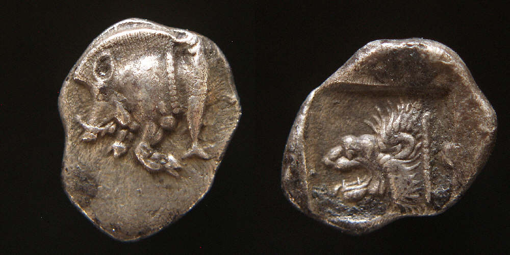 boar lyon 2.JPG
