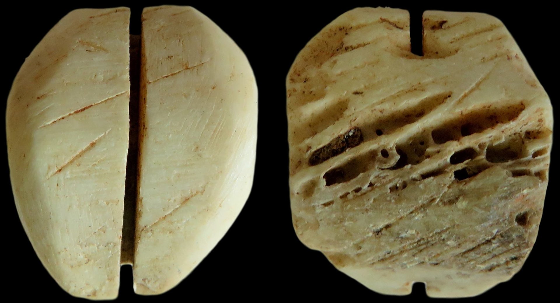 bone crawry shell (1).jpeg