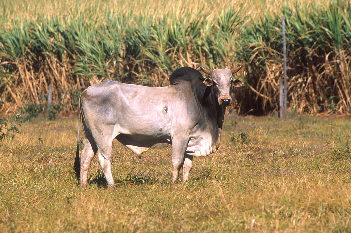 Bos_taurus_indicus.jpg
