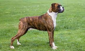 boxer.jpg