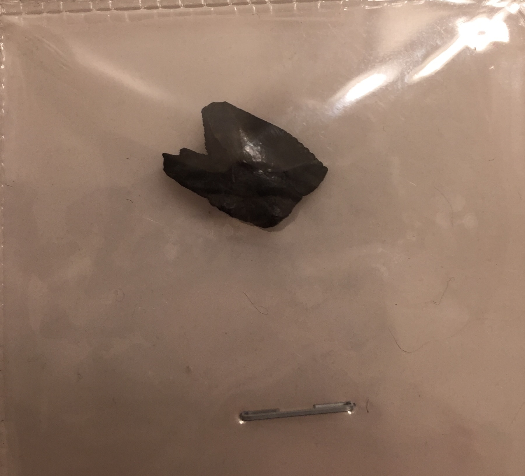 Braeden Shark Tooth.jpg