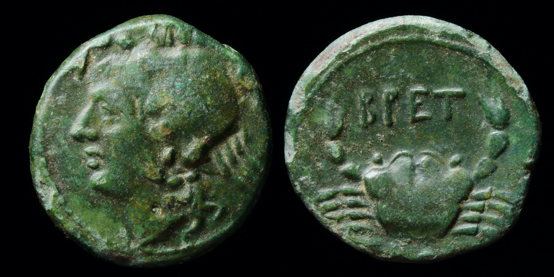 brettii amphitrite.jpg
