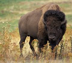 buf1.jpg