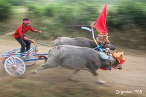 BUFALOW-RACE.jpg
