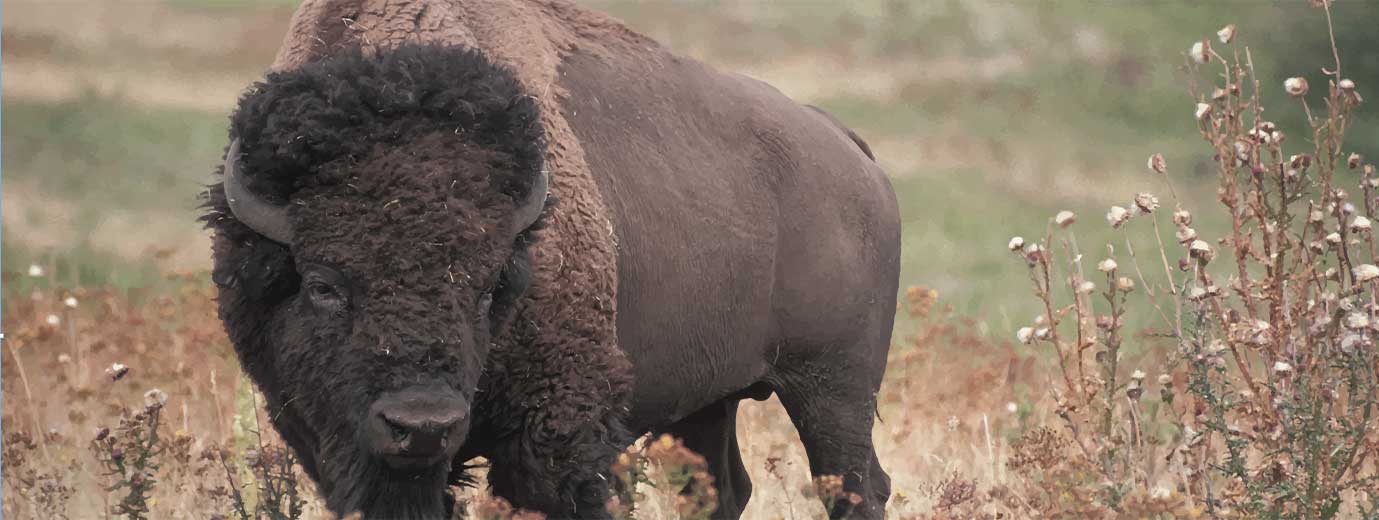 buffalo-header.jpg
