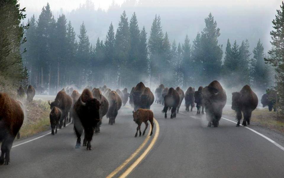 Buffalo_Herd_Yellowstone.jpg