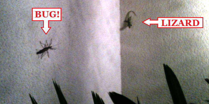 Bug-Lizard.png