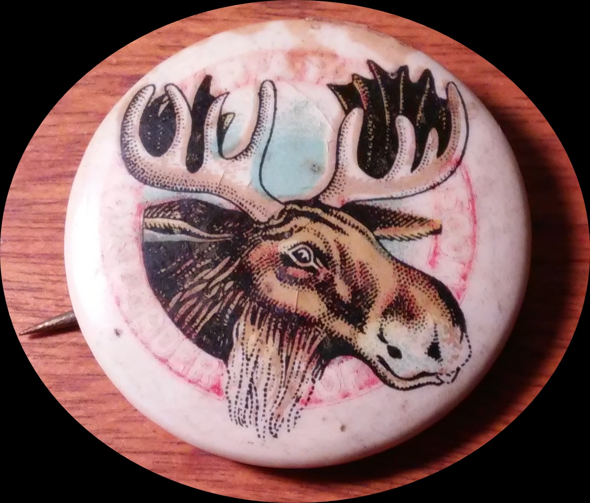 bullmoose.jpg