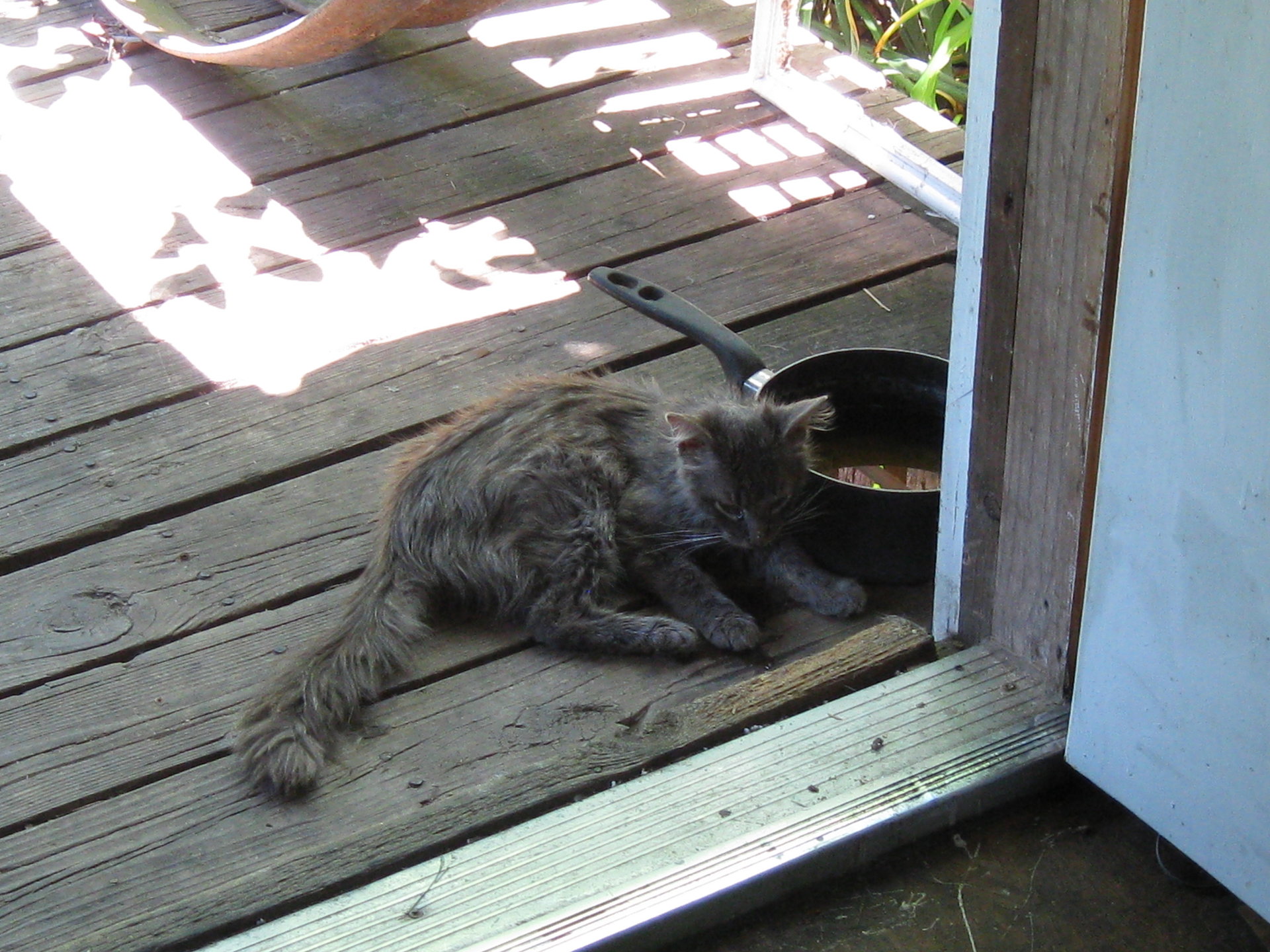 bush kitty comes home 006.JPG