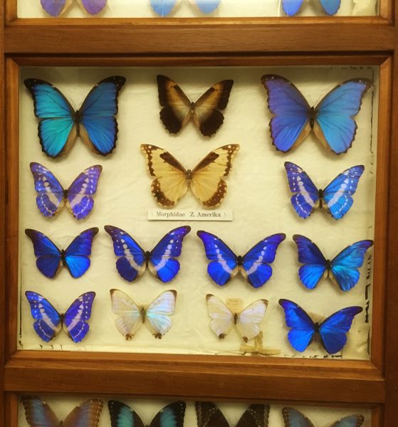 Butterflies Steyl.jpg