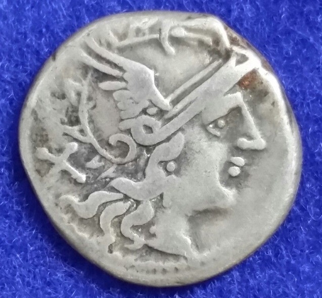 C. Maianius 1.jpg