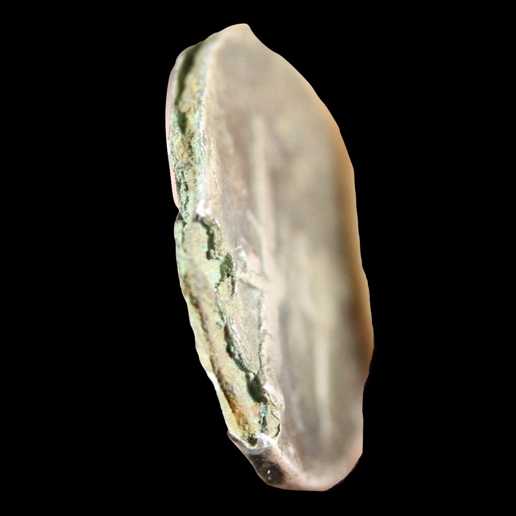 c norbanus 20170027 side.jpg