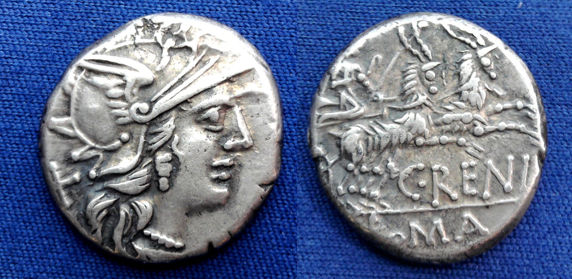 C Renius Goat biga.jpg