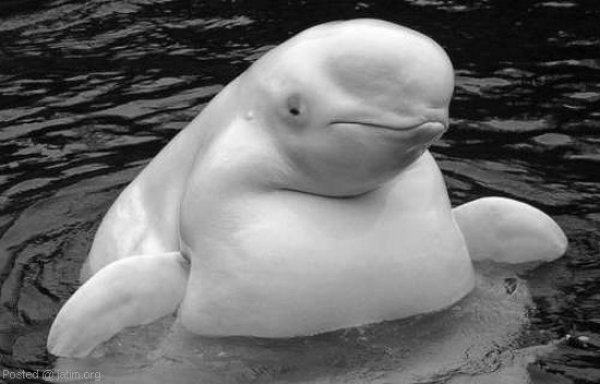 c4091cff36dd972db406d57dd29082e4-fat-dolphin.jpg
