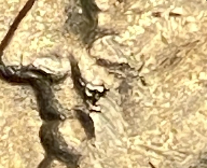 CA504E62-96AF-45EE-861E-2EDB25F3F5A7.jpeg