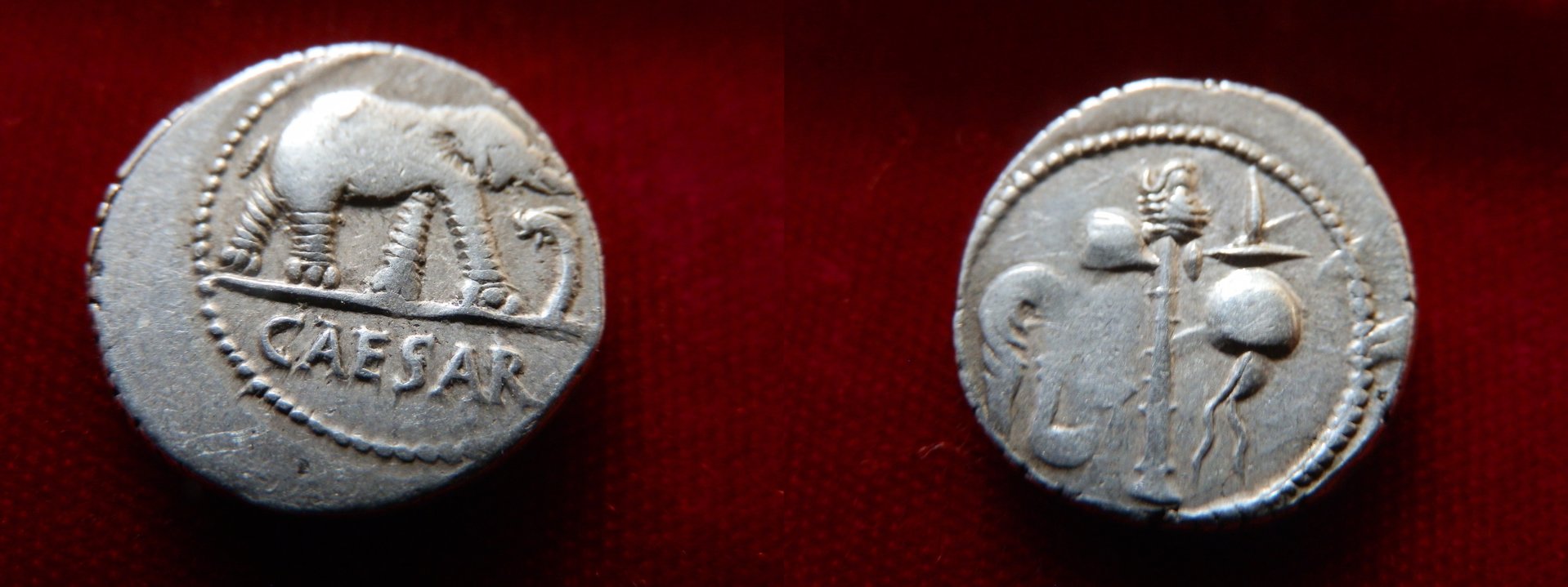 CAESAR Elephant NEW.jpg