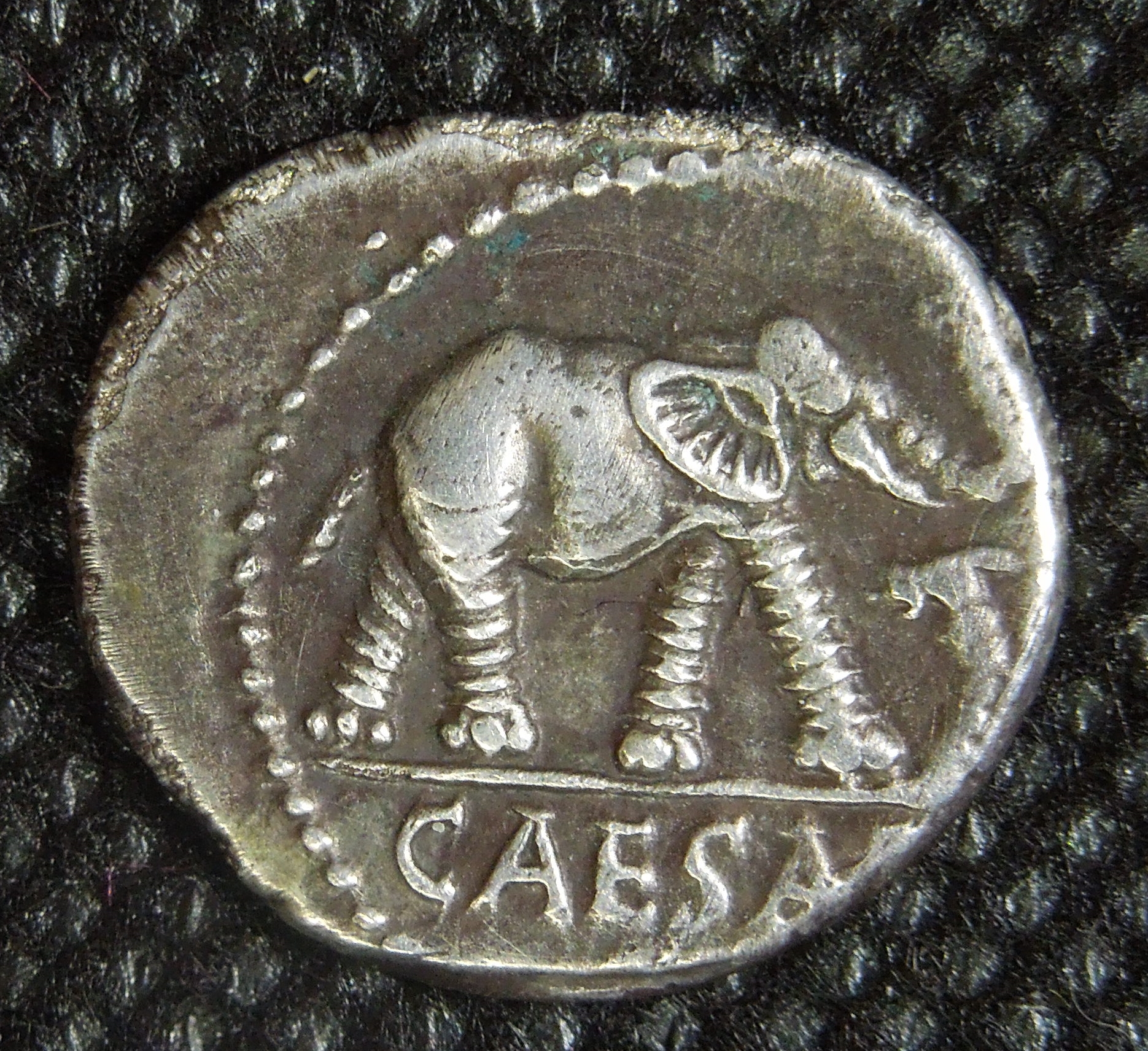 CaesarElephantA.JPG