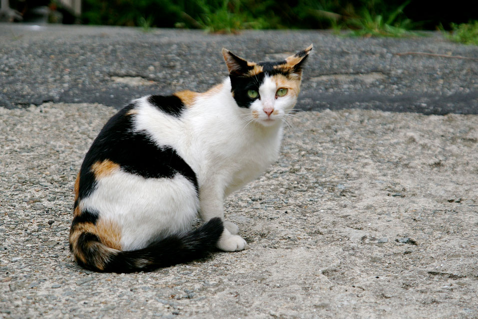 calico-cat.jpg