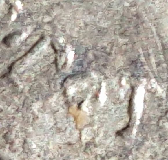 caligula 19 08 24 core visible section.jpg