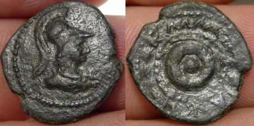 callatis.jpg