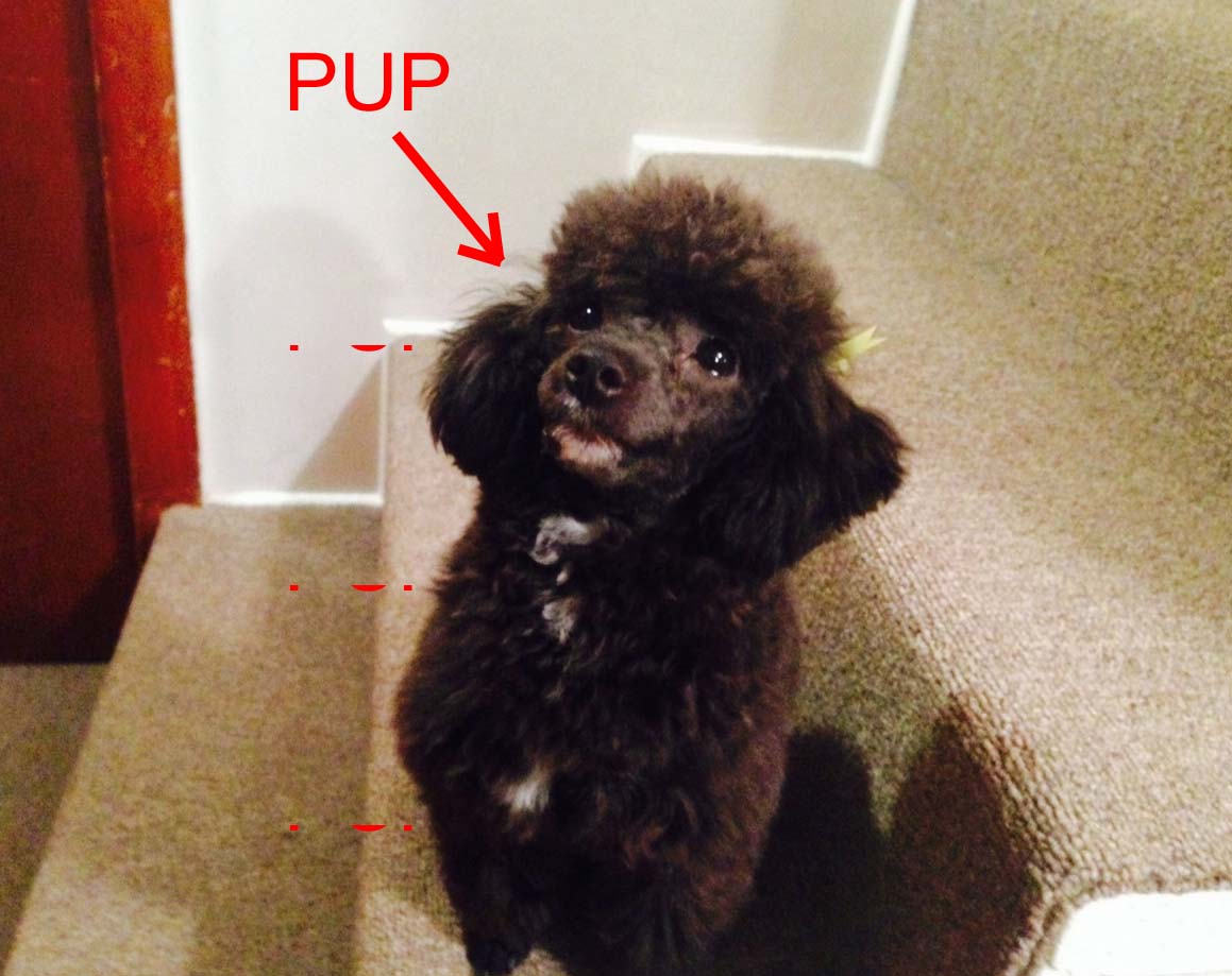 Callie PUP.jpg