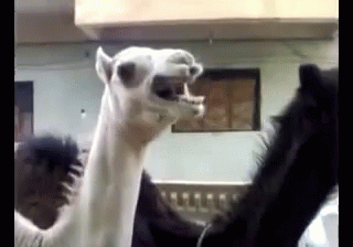 camel-laugh.gif
