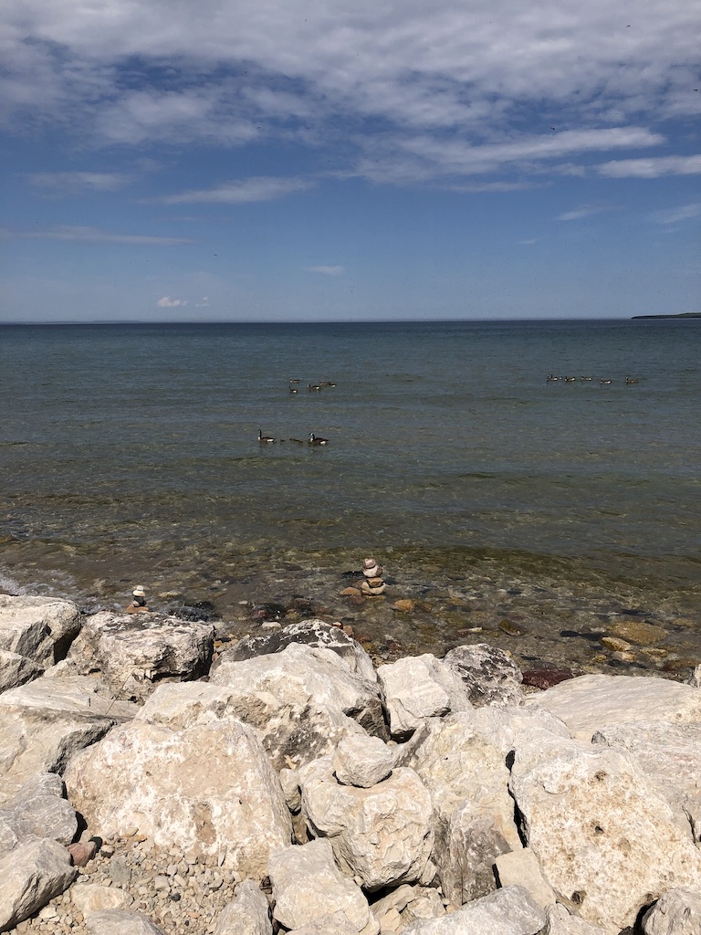 Canadian geese at lake Michigan.jpg