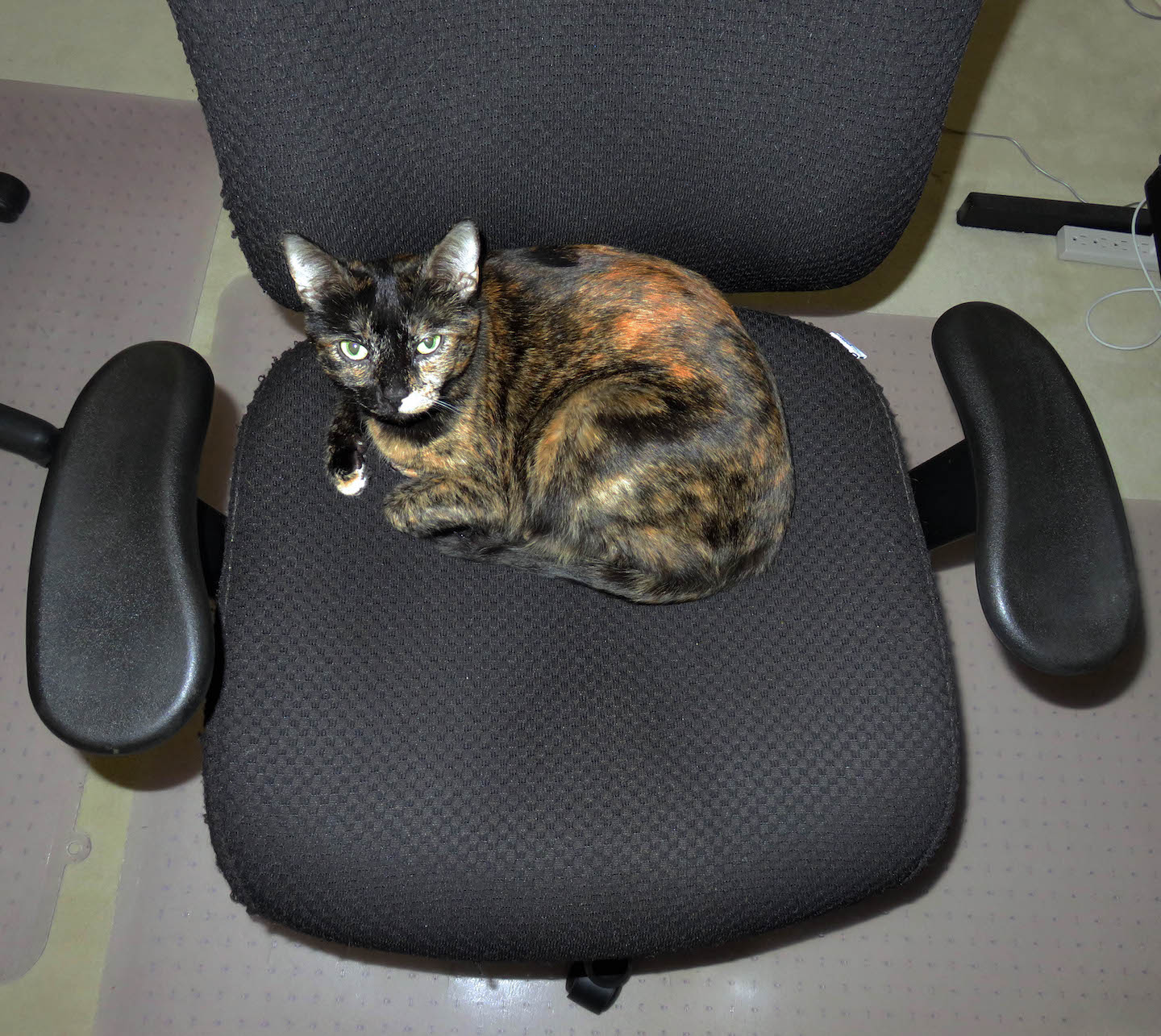Capri on my chair (small).jpg
